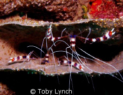 Banded Coral Shrimp by Toby Lynch 